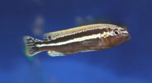 Melanochromis auratus 'Chidunga Rocks' Galerie Melanochromis auratus Arten